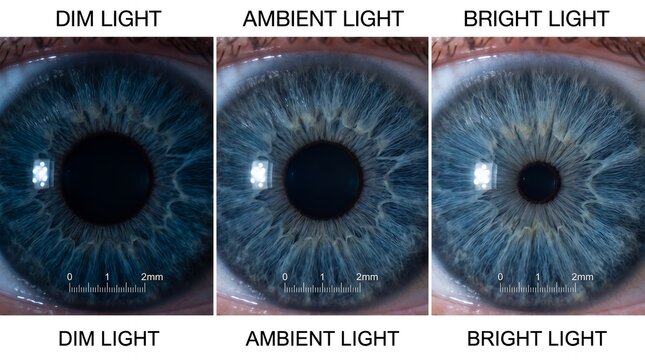 The effect of dim ambient and bright light on human eye pupil size and vision
