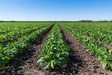 Naklejka premium The Field of Growing Green Crops in Long Neat Rows Under a Clear Sky