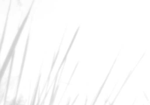 Natural light casts shadows from the field grass on a white background. Mockup.