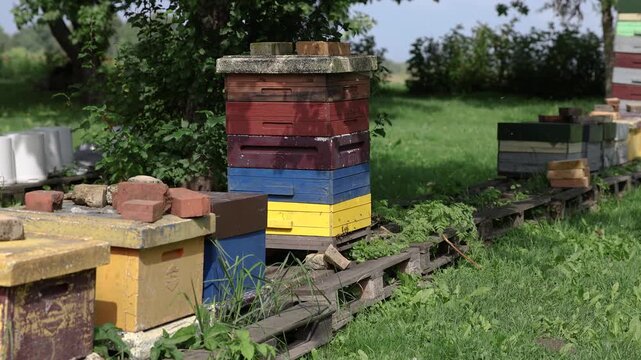 Rows of colorful wooden beehive boxes stand on raised supports in a grassy rural apiary, surrounded by trees and open countryside