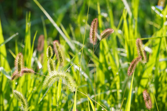 Foxtail Grass Growing Along a Roadside