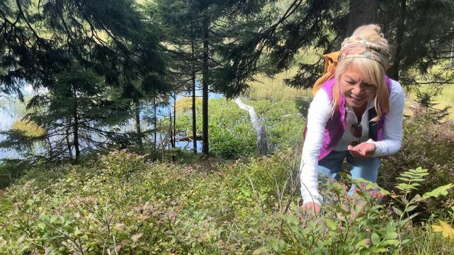 Woman picking wild blueberries in the forest.