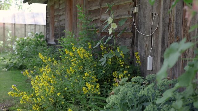 Lush yellow and pale flowers bloom beside a weathered wooden shed in a green cottage garden, with a greenhouse softly visible in the background