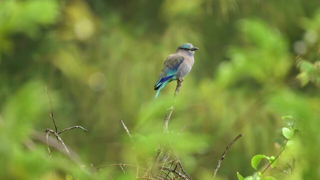 Indian Roller in Southeast Asian fields, ornithology, beautiful bird, wildlife photography, natural habitat, colorful bird, vibrant colors, blurred background