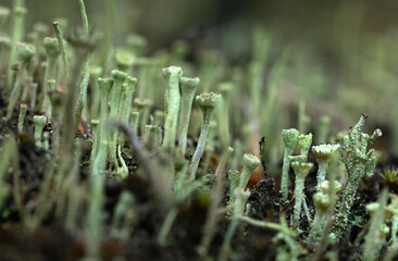 Chrobotek kieliszkowaty na mchu w lesie, porost Cladonia zbliżenie, makro natura. © mycatherina