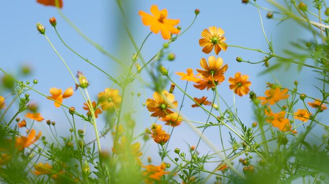風に揺れるキバナコスモス畑のスローモーション動画