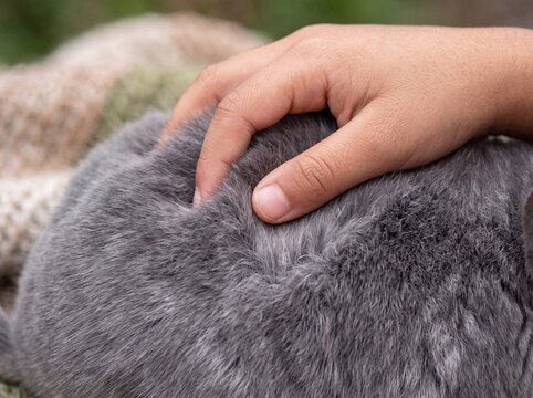 Soft Chinchilla Fur and South Asian Child Macro Connection