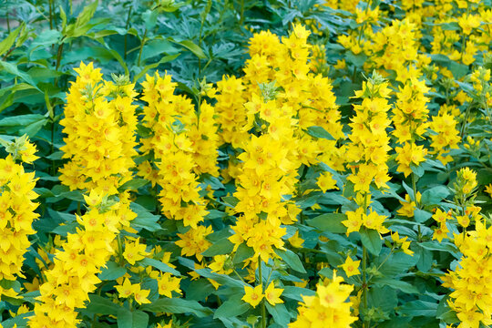 beautiful flowering plants perennial lysimachia punctata in the spring evening city flower bed near the house. background for designer, artist, screensaver, desktop, wallpaper