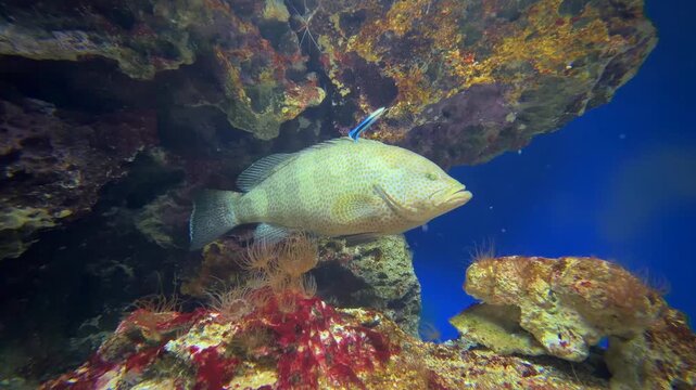 クエの映像