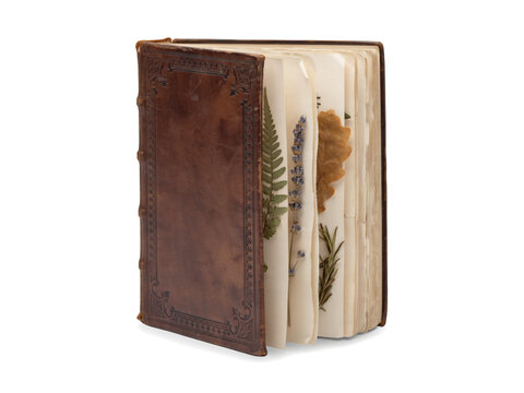 Antique Victorian Herbarium Folio with Pressed Botanical Specimens Isolated