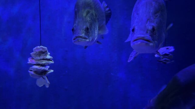 アカメの映像