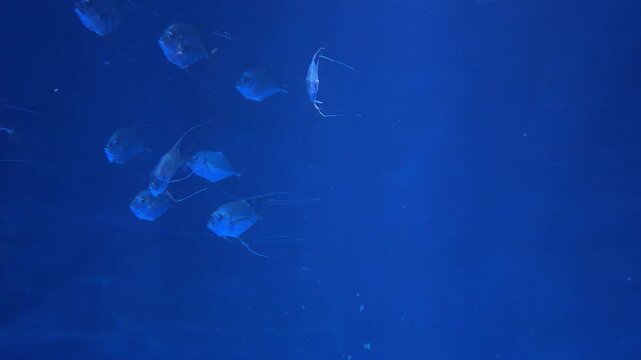 イトヒキアジの映像