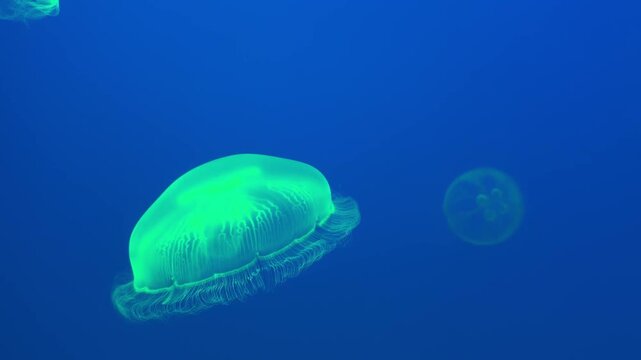 クラゲの映像