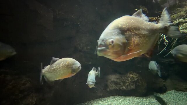 ピラニアの群泳