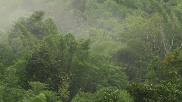 Dramatic tropical zone with dense white fog and mist rolling over a lush green mountain forest.