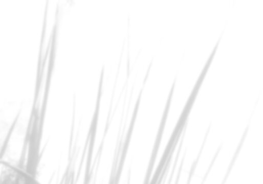 Natural light casts shadows from the field grass on a white background. Mockup