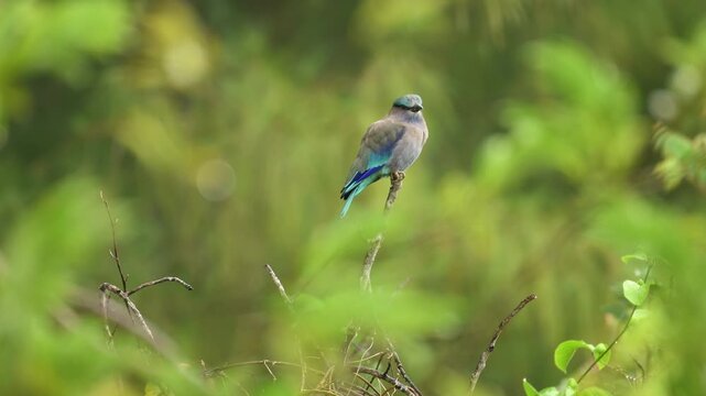 Indian Roller in Southeast Asian fields, ornithology, beautiful bird, wildlife photography, natural habitat, colorful bird, vibrant colors, blurred background