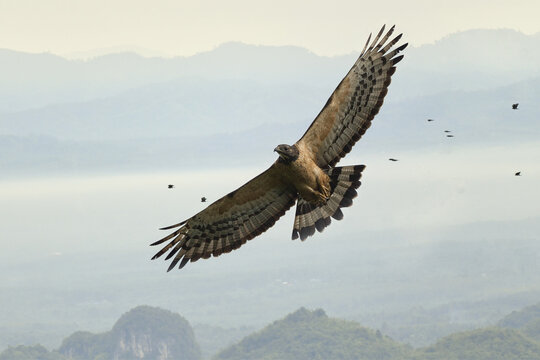 A Male of Intermediate Morph Oriental Honey Buzzard ssp.orientalis in flight overlay with the view of Khao Dinsor Chumphon Thailand in the background with a flock of Black Baza flying pass by. 