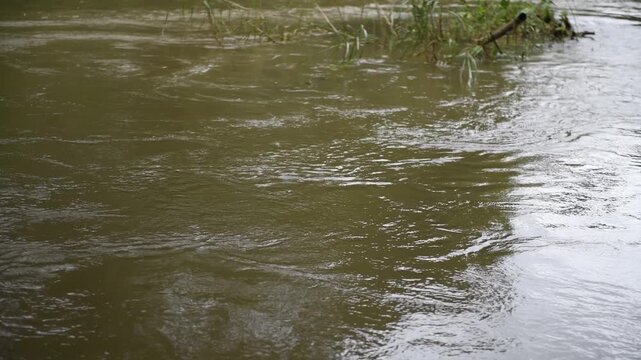 Destructive flash flood carrying trees and debris away in its powerful rush through river.A mountain river after heavy rain, showing the environmental effects of deforestation and global warming.