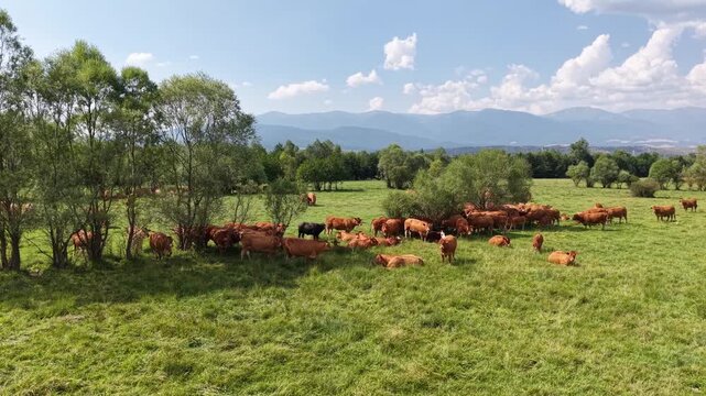 Cattle graze across a lush green meadow while the aerial camera moves smoothly past shaded trees with distant mountains in the background.