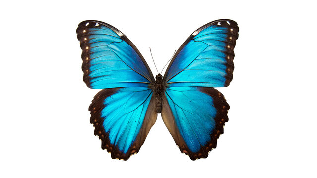 Blue morpho butterfly vibrant wings open flat insect macro isolated on transparent background
