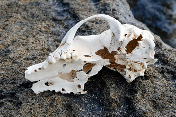 Underside view of an animal skull showing upper jaw and teeth on © Ilham