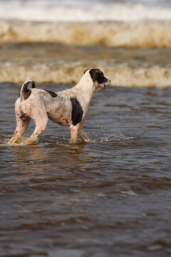Dog standing in shallow seawater near the shore.