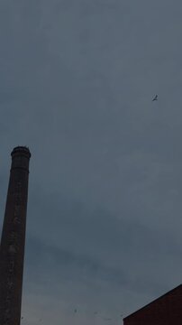 Tall brick smokestack with birds flying overhead against cloudy evening sky and treetop silhouette