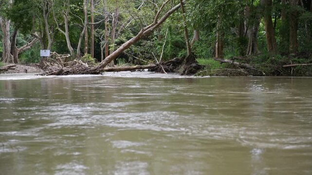 Destructive flash flood carrying trees and debris away in its powerful rush through river.A mountain river after heavy rain, showing the environmental effects of deforestation and global warming.