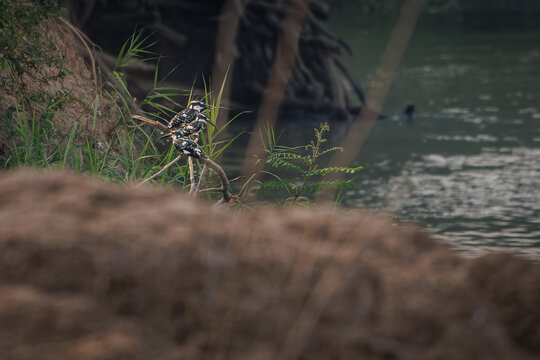 Three Pied Kingfishers perched together on a branch beside river, black-and-white birds, soft foreground and background blur, natural wildlife scene, social behavior, distinctive waterbird habitat