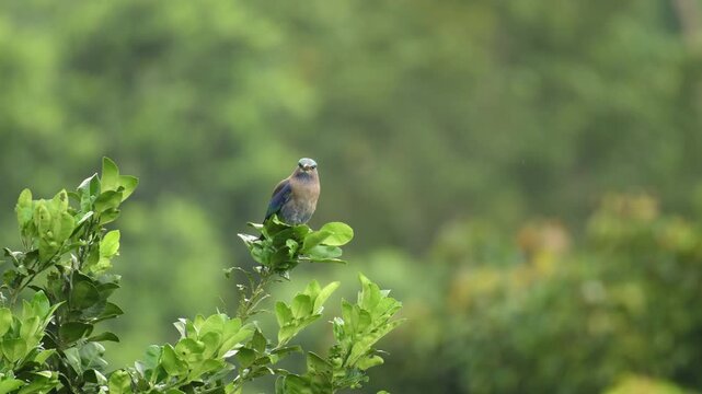 Indian Roller in Southeast Asian fields, ornithology, beautiful bird, wildlife photography, natural habitat, colorful bird, vibrant colors, blurred background