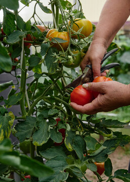 Woman using shears to harvest ripe red tomatoes from the vine