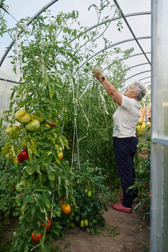 Senior woman tending to tall tomato plants in a greenhouse