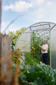 Happy senior woman tending tomato plants in greenhouse