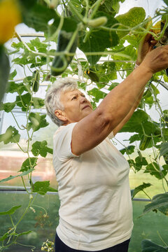 Senior woman harvesting fresh cucumbers in a greenhouse