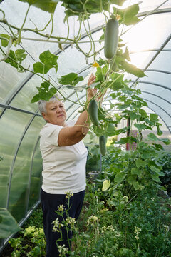 Older woman inspecting cucumber plants inside a greenhouse