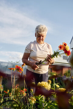 Senior woman cutting fresh flowers in her garden