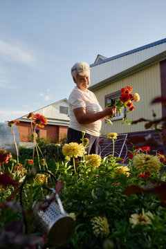 Happy senior woman cutting flowers in her garden