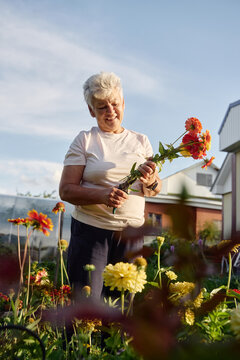 Smiling senior woman cuts fresh flowers from garden