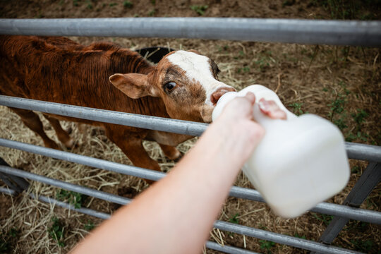 Bottle Feeding Calf in Farmyard