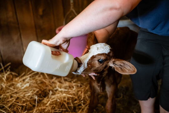 Bottle Fed Brahman Hereford Cross Calf