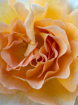 Macro shot of beautiful orange peach rose petals