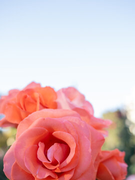 Vibrant coral roses against a clear blue sky