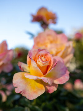 Beautiful pink and yellow rose blooming in a sunny garden