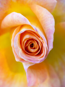 Vibrant macro shot of a yellow and pink rose
