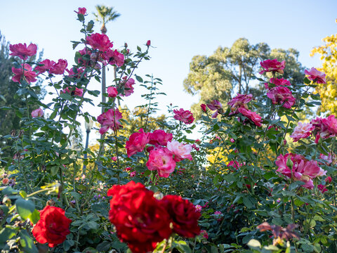 Lush pink and red roses blooming in a sunny garden