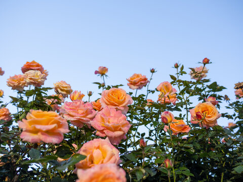 Vibrant orange and pink roses against a clear blue sky