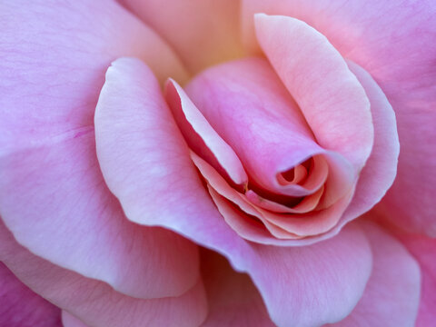 Soft delicate pink rose petals unfolding