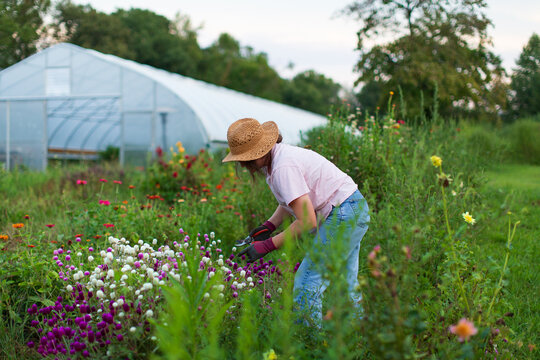 Woman in straw hat harvesting flowers in a garden