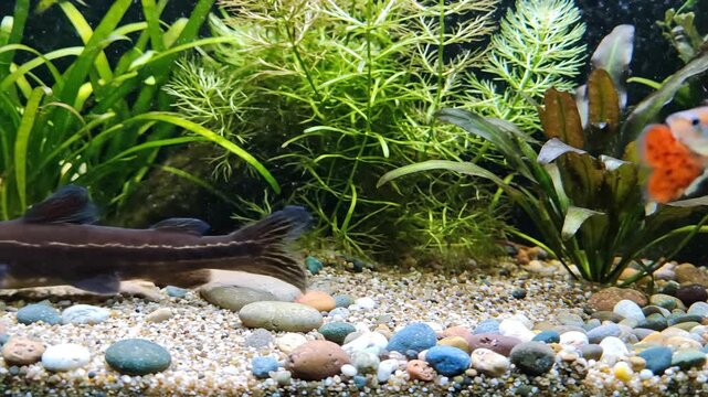 Aquarium scene fish plants and stones in aquatic environment